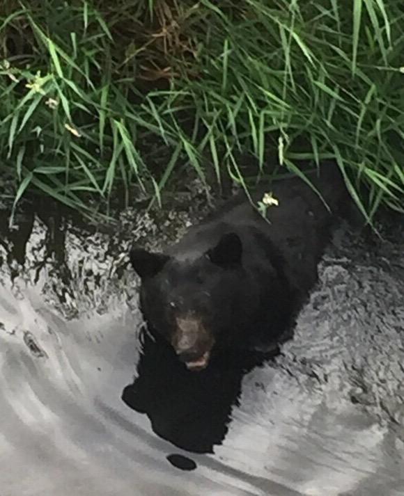 #Beargola wandered through the ditch just north of the building on Thursday, Aug. 27